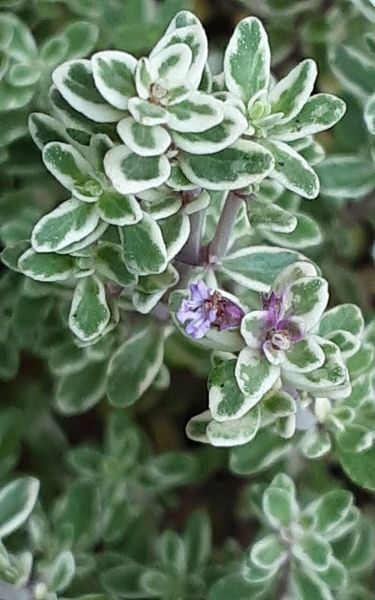 Чебрець Лимонний насіння 0,01 гр. (прибл. 40 шт) тим'ян цитрусовий (Thymus citriodorus) багаторічний RS-02079 фото