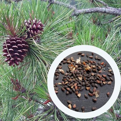 Сосна жорстка насіння 0,5 грами (прибл. 100 шт) (Pinus rigida) RS-00236 фото