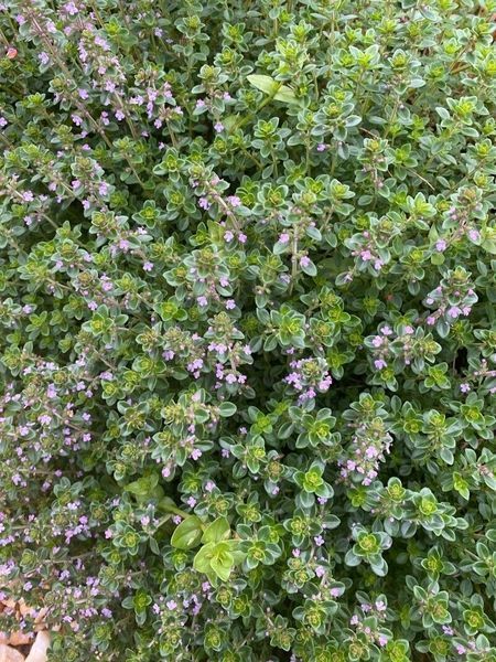 Чебрець Лимонний насіння 0,01 гр. (прибл. 40 шт) тим'ян цитрусовий (Thymus citriodorus) багаторічний RS-02079 фото