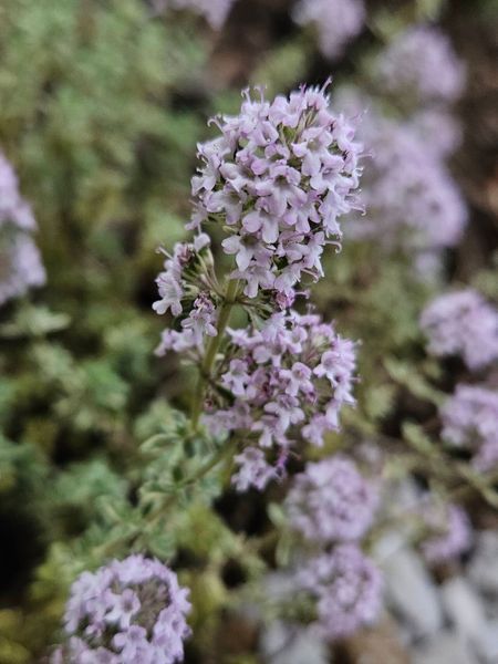 Чебрець Лимонний насіння 0,01 гр. (прибл. 40 шт) тим'ян цитрусовий (Thymus citriodorus) багаторічний RS-02079 фото