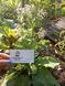 Бораго насіння 1 грам (прибл. 50 шт) огіркова трава огірочник (Borago officinalis) RS-00604 фото 4