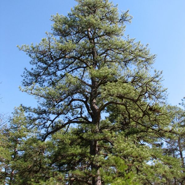 Сосна жёсткая семена 0,5 грамма (около 100 шт) (Pinus rigida) RS-00236 фото