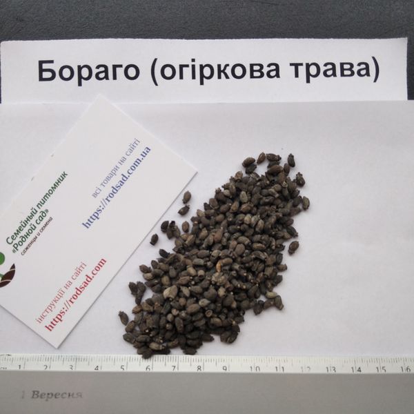 Бораго насіння 1 грам (прибл. 50 шт) огіркова трава огірочник (Borago officinalis) RS-00604 фото