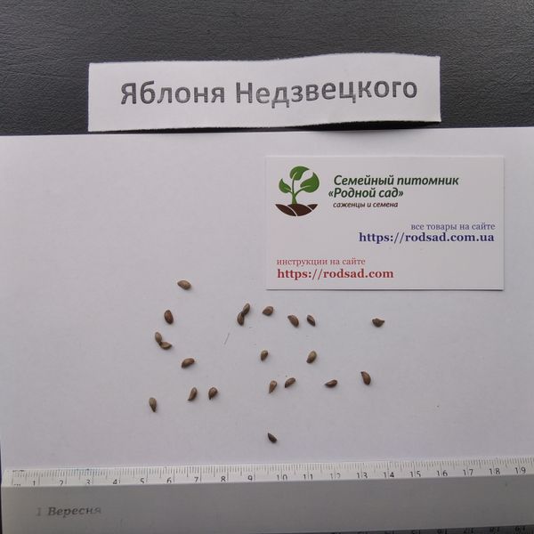 Яблуня Недзвецького насіння (10 шт) (Malus niedzwetzkyana) RS-00302 фото