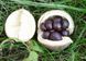 Чекалкін горіх насіння (10 шт) ксантоцерас жовторіг горобинолистий (Xanthoceras) RS-00135 фото 1