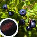 Чорниця насіння (20 шт) звичайна європейська лохина борівка чорничник (Vaccenium myrtillus) RS-00033 фото 1