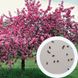 Яблуня Недзвецького насіння (10 шт) (Malus niedzwetzkyana) RS-00302 фото 1