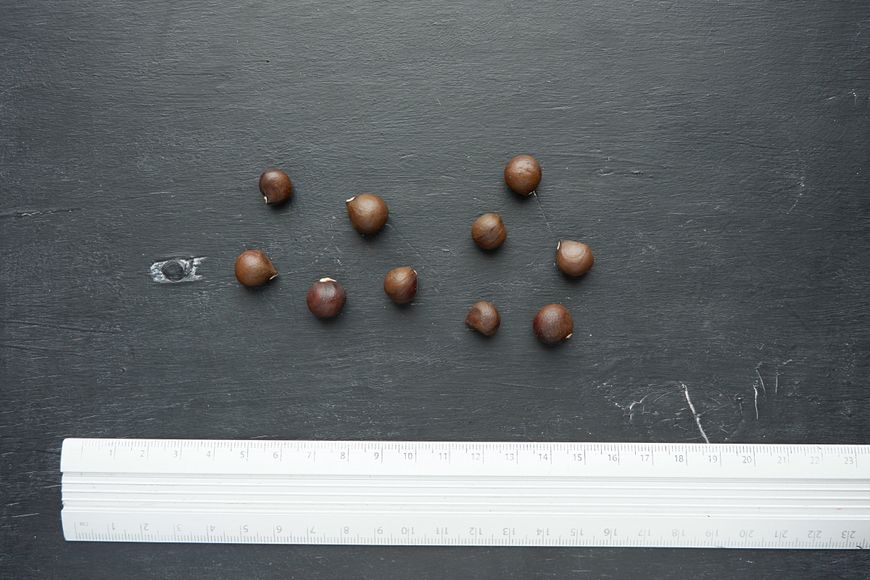 Чекалкін горіх насіння (10 шт) ксантоцерас жовторіг горобинолистий (Xanthoceras) RS-00135 фото