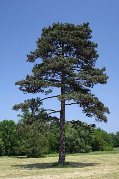 Сосна чёрная семена (50 шт) австрийская (Pinus nigra) RS-00237 фото