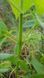 Шавлія Іспанська насіння 0,05 гр (прибл. 20 шт) Чіа біла (Salvia hispanica) RS-02080 фото 4