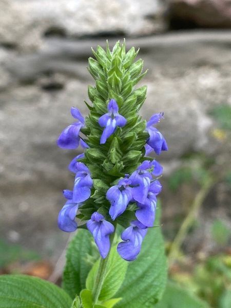 Шавлія Іспанська насіння 0,05 гр (прибл. 20 шт) Чіа біла (Salvia hispanica) RS-02080 фото