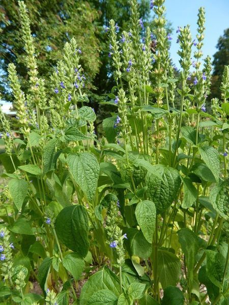 Шавлія Іспанська насіння 0,05 гр (прибл. 20 шт) Чіа біла (Salvia hispanica) RS-02080 фото