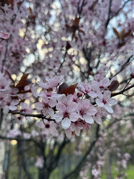 Слива Писсарди семена (10 шт) краснолистная (Prunus cerasifera Pissardii) RS-00303 фото