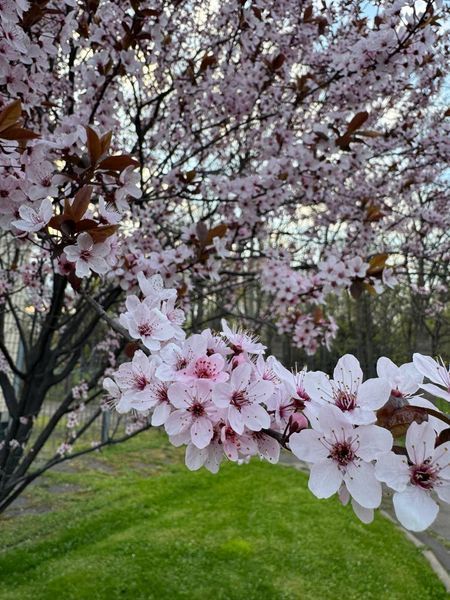 Слива Писсарди семена (10 шт) краснолистная (Prunus cerasifera Pissardii) RS-00303 фото