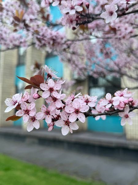 Слива Писсарди семена (10 шт) краснолистная (Prunus cerasifera Pissardii) RS-00303 фото