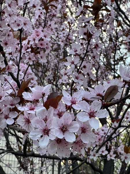 Слива Писсарди семена (10 шт) краснолистная (Prunus cerasifera Pissardii) RS-00303 фото