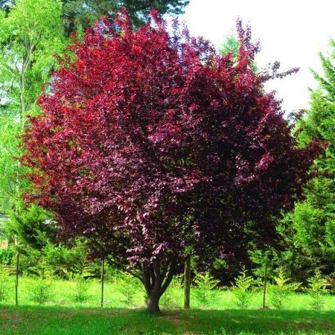 Слива Піссарді насіння (10 шт) червонолиста (Prunus cerasifera Pissardii) RS-00303 фото