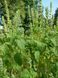 Шавлія Іспанська насіння 0,05 гр (прибл. 20 шт) Чіа біла (Salvia hispanica) RS-02080 фото 6