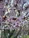 Слива Писсарди семена (10 шт) краснолистная (Prunus cerasifera Pissardii) RS-00303 фото 7
