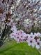 Слива Писсарди семена (10 шт) краснолистная (Prunus cerasifera Pissardii) RS-00303 фото 5