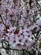 Слива Писсарди семена (10 шт) краснолистная (Prunus cerasifera Pissardii) RS-00303 фото 4
