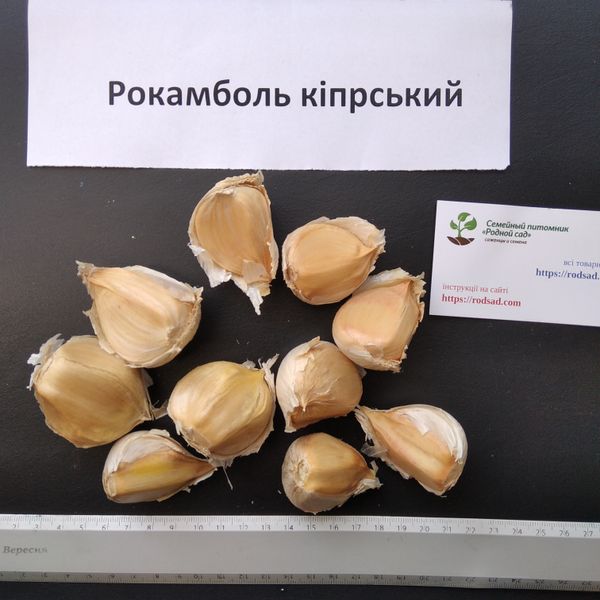 Рокамболь кіпрський зубки 10-30 грамів (10 шт) RS-00608 фото