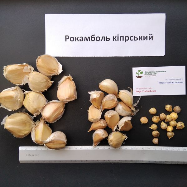 Рокамболь кіпрський зубки 10-30 грамів (10 шт) RS-00608 фото