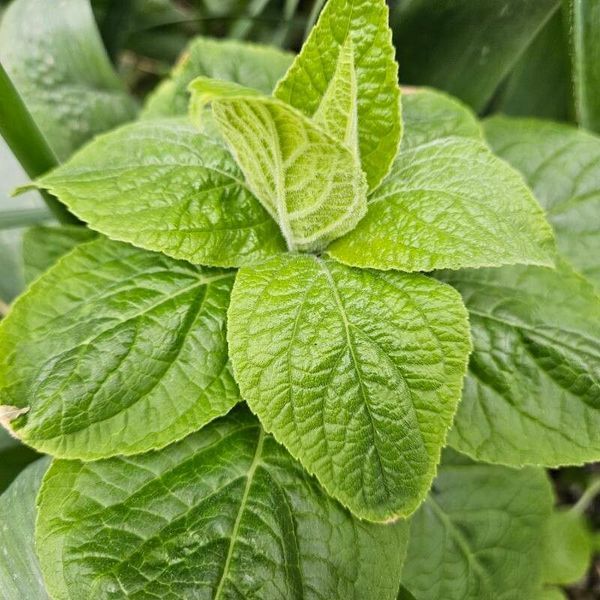 Шавлія Іспанська насіння 0,05 гр (прибл. 20 шт) Чіа біла (Salvia hispanica) RS-02080 фото