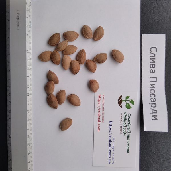 Слива Писсарди семена (10 шт) краснолистная (Prunus cerasifera Pissardii) RS-00303 фото