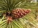 Сосна чорна насіння (50 шт) австрійська (Pinus nigra) RS-00237 фото 3