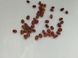 Вігна насіння (20 шт) спаржева квасоля витка китайські боби коров'ячий горох (Vīgna unguiculata) RS-00136 фото 2