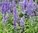 Шавлія Іспанська насіння 0,05 гр (прибл. 20 шт) Чіа біла (Salvia hispanica) RS-02080 фото 8