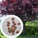 Слива Піссарді насіння (10 шт) червонолиста (Prunus cerasifera Pissardii) RS-00303 фото 1