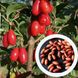 Кизил червоний насіння (10 шт) європейський дерен (Cornus mas) RS-00034 фото 1