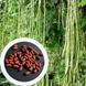 Вігна насіння (20 шт) спаржева квасоля витка китайські боби коров'ячий горох (Vīgna unguiculata) RS-00136 фото 1