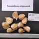 Рокамболь кіпрський зубки 10-30 грамів (10 шт) RS-00608 фото 2