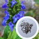 Шавлія Іспанська насіння 0,05 гр (прибл. 20 шт) Чіа біла (Salvia hispanica) RS-02080 фото 1