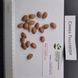 Слива Піссарді насіння (10 шт) червонолиста (Prunus cerasifera Pissardii) RS-00303 фото 3