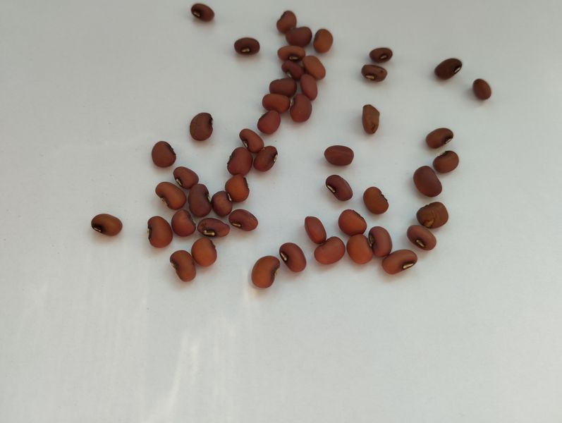 Вигна семена (20 шт) спаржевая фасоль вьющаяся китайские бобы коровий горох (Vīgna unguiculata) RS-00136 фото