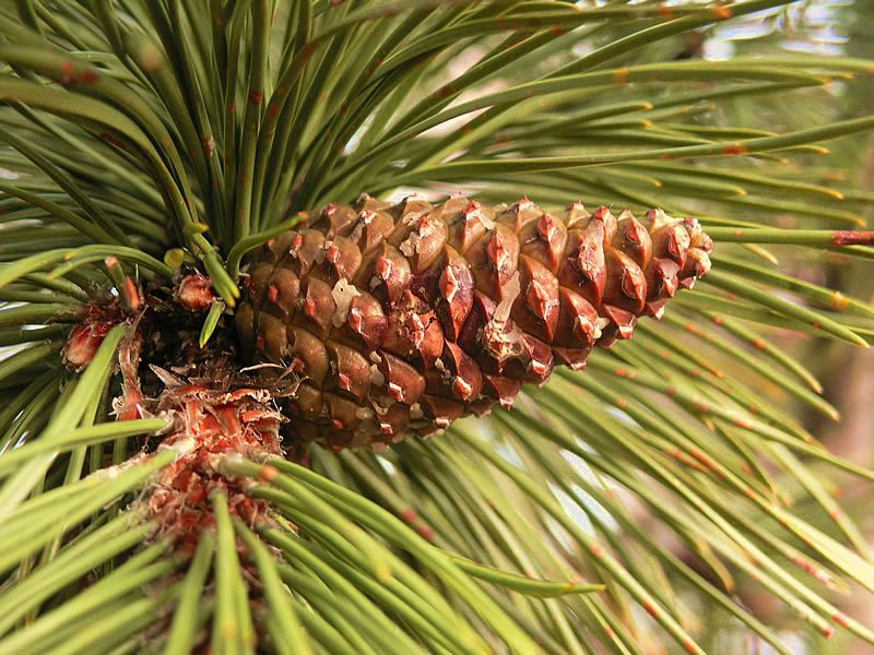 Сосна чорна насіння (50 шт) австрійська (Pinus nigra) RS-00237 фото