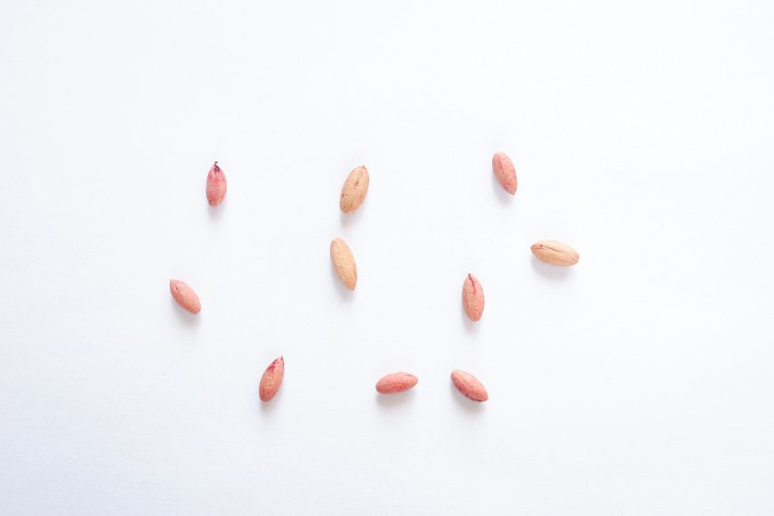 Кизил красный семена (10 шт) европейский дерен (Cornus mas) RS-00034 фото