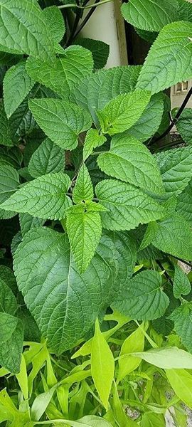 Шавлія відхилена насіння 0,05 гр (прибл 30 шт) (Salvia pratensis) RS-02081 фото