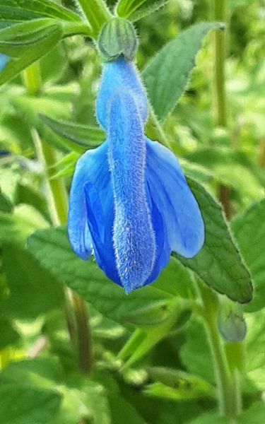 Шавлія відхилена насіння 0,05 гр (прибл 30 шт) (Salvia pratensis) RS-02081 фото