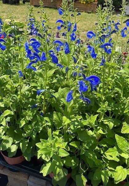 Шавлія відхилена насіння 0,05 гр (прибл 30 шт) (Salvia pratensis) RS-02081 фото