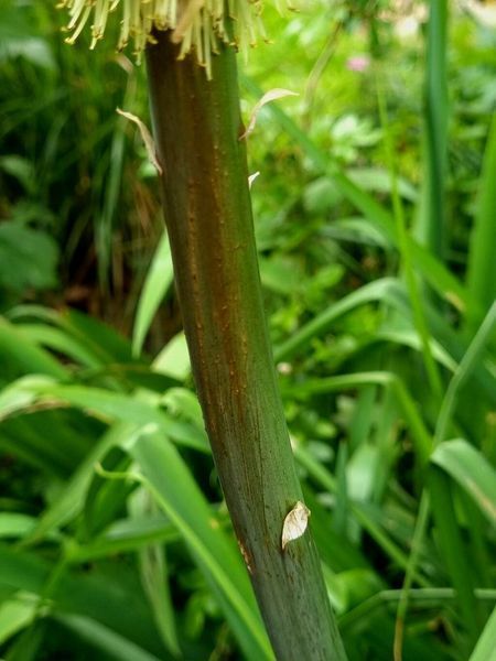 Кніфофія ягідна насіння 0,2 гр. (прибл. 70 шт) кніпхофія (Kniphofia uvaria) факельна лілія