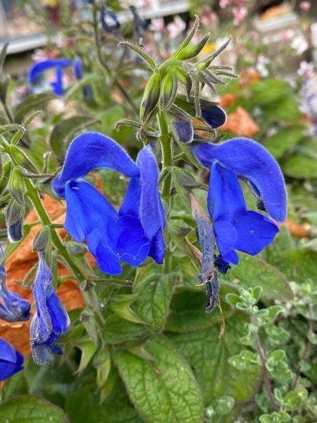 Шавлія відхилена насіння 0,05 гр (прибл 30 шт) (Salvia pratensis) RS-02081 фото