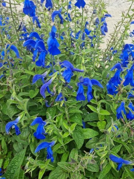 Шавлія відхилена насіння 0,05 гр (прибл 30 шт) (Salvia pratensis) RS-02081 фото