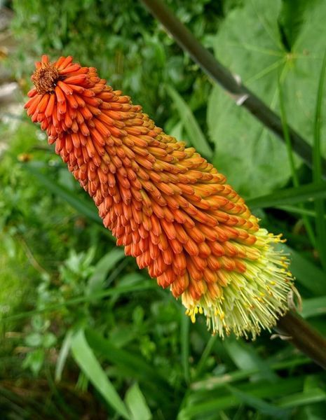 Кніфофія ягідна насіння 0,2 гр. (прибл. 70 шт) кніпхофія (Kniphofia uvaria) факельна лілія