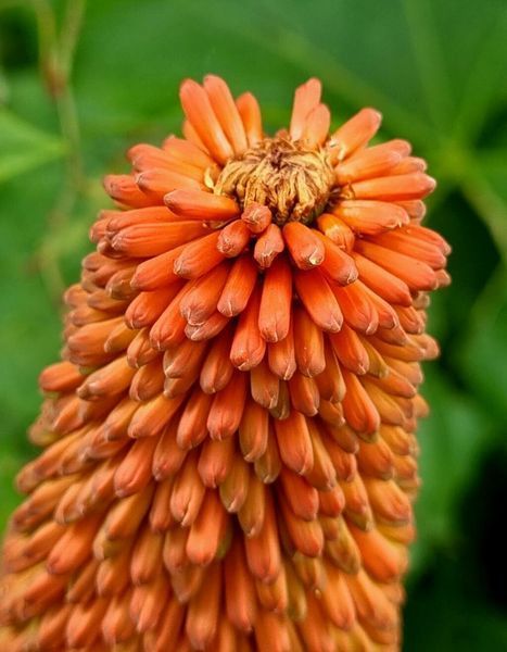 Кніфофія ягідна насіння 0,2 гр. (прибл. 70 шт) кніпхофія (Kniphofia uvaria) факельна лілія