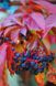 Виноград дикий насіння (20 шт) дівочий п'ятилистий (Parthenocíssus quinquefolia) партеноциссус декоративний RS-00068 фото 2